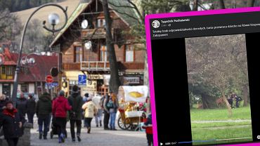 Niewiarygodne sceny w centrum Zakopanego. Na rodku ulicy pojawio si "niebezpieczne" zwierz