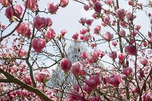 Wspaniale kwitnce rne odmiany magnolii to najwiksza teraz atrakcja Ogrodu Botanicznego PAN w Powsinie. Wspaniae kwiaty, od koloru biaego poprzez rowy w rnych odcieniach, a do gbokiej purpury przycigaj tumy zwiedzajcych. S ochy i achy i - obowizkowo - pamitkowe fotki. Na stronie ogrodu czytamy: 'To jedno z niewielu miejsc w Polsce gdzie wyrosy nam cae magnoliowe gaje, a nie tylko kilka soliterw przed reprezentacyjnymi budynkami. Rwnie pikna bdzie chyba tylko szkka p. Stanisawa Zymona w Tokini Wielkiej pod Kaliszem'.