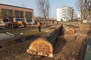 Wycinka drzew przy ul. Licealnej w Opolu