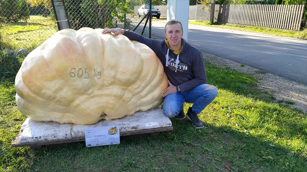 Gigantyczne dynie z Istoku na Podlasiu