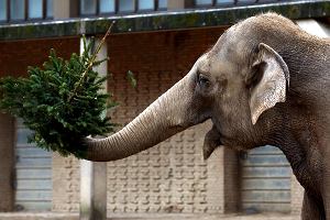 So bawi si choink na wybiegu w zoo Zoologischer Garten w Berlinie. Tradycyjnie niektrym zwierztom w berliskim zoo w styczniu oferuje si drzewa, ktre nie zostay sprzedane przed witami Boego Narodzenia.