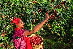 Plantacja kawy w Etiopii. Najwyszej jakoci kawa to Arabica, ktra stanowi prawie 60% wiatowej produkcji kawy.