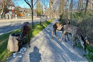 Zakopane. Dzikie zwierzta coraz mielej schodz do centrum miasta.