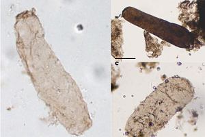 Najstarsze tylakoidy w komrkach kopalnych wiadcz o fotosyntezie tlenowej. A - skamieniae cynajobakterie Navifusa majensis sprzed 1,75 mld lat, znalezione w Australii. B i C to modsze skamieliny tego samego gatunku sinic z innych rejonw wiata