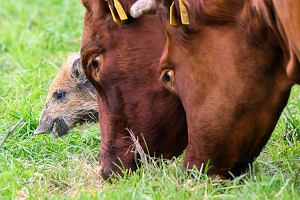 Germany Boar Joins Herd