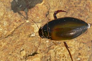 Pywak tobrzeek (Dytiscus marginalis) - podwodny owca.