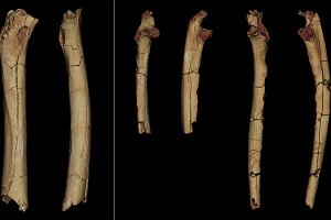 Modele 3D szcztkw Sahelanthropus tchadensis. Od lewej do prawej: ko udowa w ujciu tylnym i przyrodkowym; prawe i lewe okcie w widoku z przodu i z boku. Wszystkie te szcztki zostay odkryte w 2001 r. przez francusko-czadyjsk misj paleoantropologiczn.