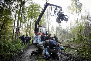 2017 r. Aktywici Obozu dla Puszczy i Greenpeace'u protestuj przeciwko wycince Puszczy Biaowieskiej