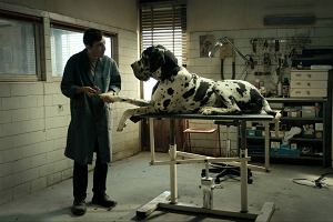 Dogman Matteo Garrone