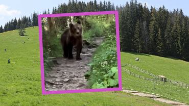 Niedwied na szlaku Nosal. Turysta: Byo blisko bjki