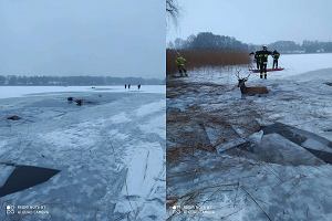 Pod jeleniami zaama si ld na jeziorze niedaleko Iska. Akcja ratunkowa straakw