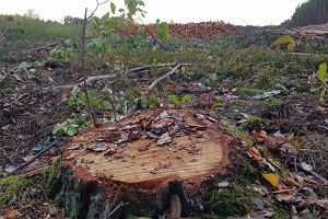 Wycinka lasw midzy Bydgoszcz a Biaymi Botami niepodal Trzcica. Prowadz j Lasy Pastwowe