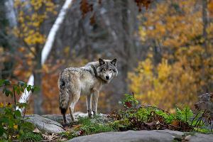 Wilk (Canis lupus), Quebec, Kanada