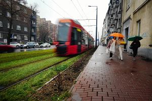 Czstochowa, 6 grudnia 2022 r. Krzewy zasadzone wzdu torw tramwajowych w al. Kociuszki