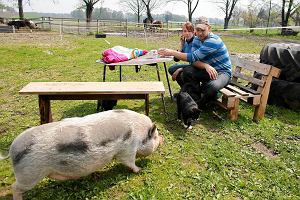 Zwierzc Arkadi w Grzawie w pobliu Pszczyny zamieszkuj konie uratowane z transportw do rzeni, winie, ktre miay zakoczy ycie na talerzu, a nawet kozio, ktry mia by pieczeni na pikniku