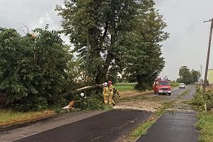 Brchnowo, gm. ubianka - drzewo powalone na jezdni.