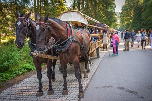 Konie pracujce w drodze nad Morskie Oko