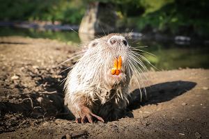 Nutria w Rybniku