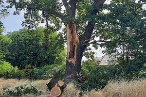 Nawanica uszkodzia wiekowy db rosncy przy ul. Podlenej w Radomiu