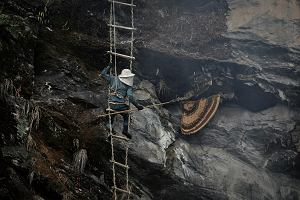 Faita Prasad Gurung, lat 40, tnie plaster miodu, wiszc na drabinie, ktr mieszkacy wioski zrobili z bambusa i pni drzew, podczas zbierania miodu z klifu w pobliu Taap w Lamjung w Nepalu, 29 maja 2024 r.