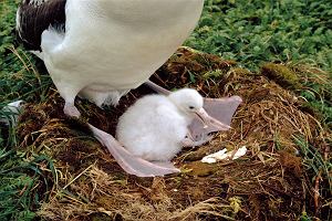 Albatros wdrowny (Diomedea exulans) z nowo wyklutym pisklciem w swoim gniedzie sfotografowany na wyspie Marion, na poudniowym Oceanie Indyjskim.