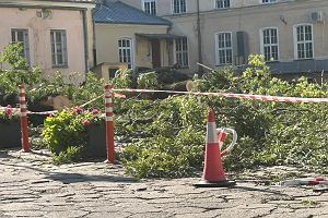 Dorodne i zdrowe drzewa wycito przy jednym z budynkw UMB w centrum Biaegostoku.