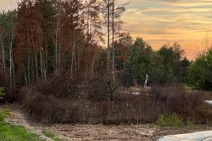 Uschnity fragment lasu w Polkowicach na osiedlu Polanka w okolicy rurocigw KGHM gdzie doszo do awarii