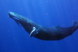 Petwal bkitny (ac. balaenoptera musculus)