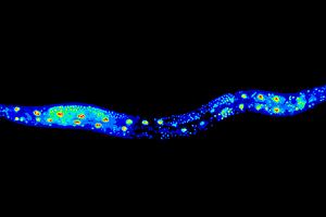 Nicie Caenorhabditis elegans jest wanym organizmem modelowym w badaniach nad starzeniem si.