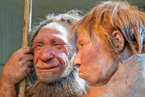 Rekonstrukcja wygldu neandertalczyka w muzeum w Mettmann, Niemcy