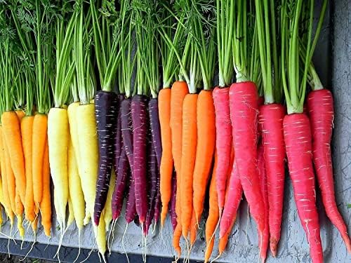 500+ Rainbow Carrot Seeds to Grow - Colorful Blend of Exotic Colored Carrots. Edible Vegetables. Made in USA