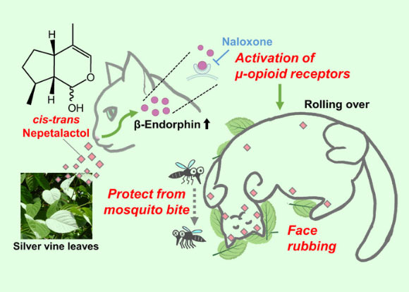 The neurophysiological and functional significance of silver vine response in cats: the olfactory system in cats detects cis-trans nepetalactol emitted from silver vine leaves and then stimulates release of β-endorphin; activation of μ-opioid receptors by a high level of β-endorphin evokes rubbing and rolling, which is inhibited by naloxone, an antagonist of μ-opioid receptors; face rubbing and rolling over transfer nepetalactol with repellent activity against Aedes albopictus from the leaves onto the cat’s face, head, and body fur where it helps to protect them from mosquito bites. Image credit: Reiko Uenoyama, Iwate University.