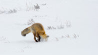 Yuk et al. examined the hunting technique employed by red and arctic foxes, known as mousing, wherein they dive head-first into snow to capture prey. Image credit: Yellowstone National Park.