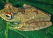 Boophis picardi, a male paratype from An’Ala, Madagascar. Image credit: Vences et al., doi: 10.3897/vz.74.e121110.