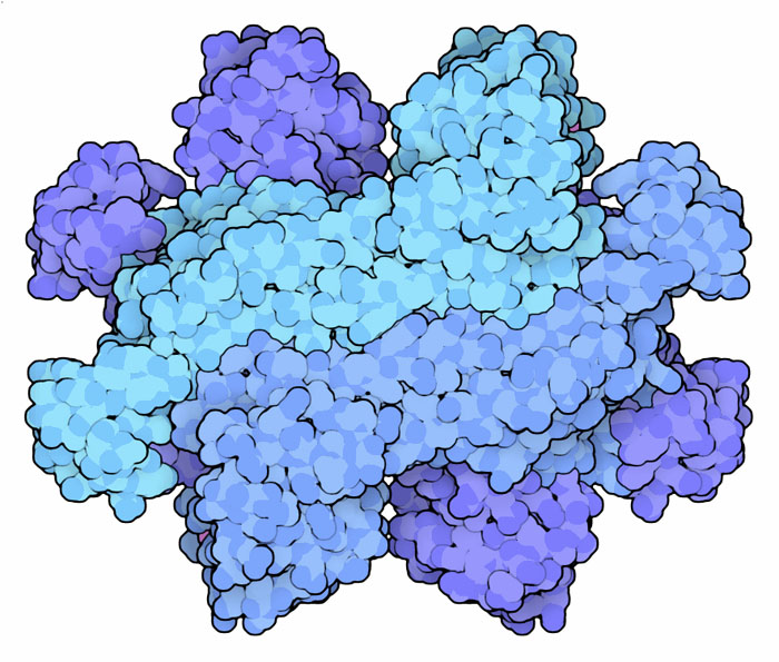 Fumarase.