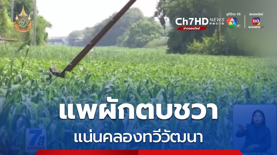 Green Report : แพผักตบชวา แน่นคลองทวีวัฒนา