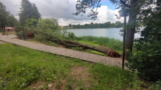 Поваленное порывом ветра дерево в Санкт-Петербурге