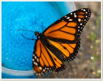 Butterfly eating