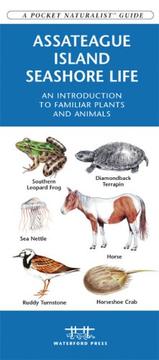 Cover of: Assateague/Chincoteague Seashore Life: An Introduction to Familiar Plants & Animals (Pocket Naturalist - Waterford Press)