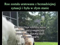 Roo została uratowana z beznadziejnej sytuacji i była w złym stanie Cztery miesiące później wiedzie najlepsze życie w swoim nowym domu –  Its been four months since we rescued a neglected puppy who quickly won over our hearts