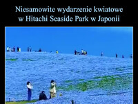 Niesamowite wydarzenie kwiatowe
w Hitachi Seaside Park w Japonii Kwitnie wtedy około 5 milionów niebieskich kwiatów