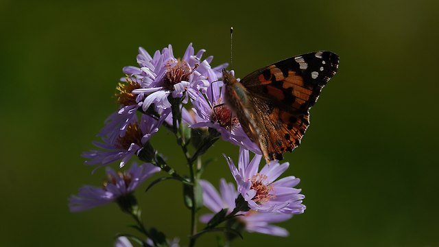 https://fotoforum.gazeta.pl/photo/2/cb/cb/dr06/Qiu9xzywgoi6MuBgCB.jpg