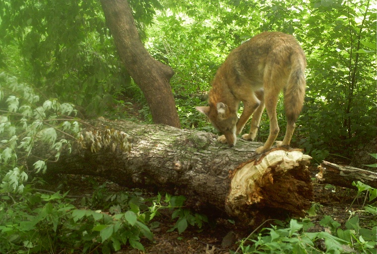 coyote