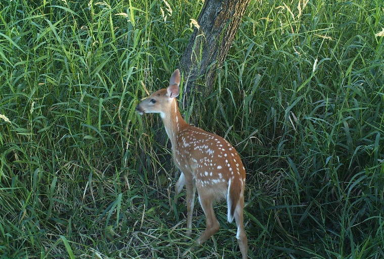 fawn