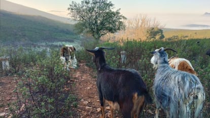 El método de esta pastora para que su rebaño de 160 cabras no tire al monte