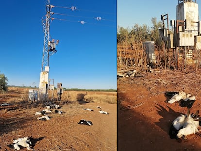 Cigüeñas muertas junto a un centro de transformación eléctrico en el término municipal de Marchena (Sevilla).