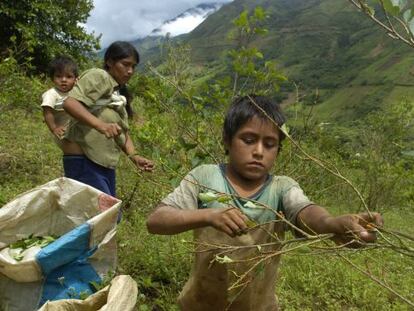 Una familia recoge hoja de coca en el valle peruano de Santa Rosa.