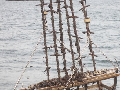 Sistema para separar los mejillones de las cuerdas, atravesadas con palillos, en una batea, en una imagen cedida por la D.O.P. Mexillón de Galicia.