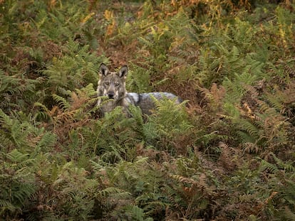 Un lobo ibérico fotografiado en el sur de Galicia.