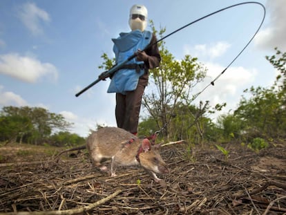 Ratas que detectan minas antipersona